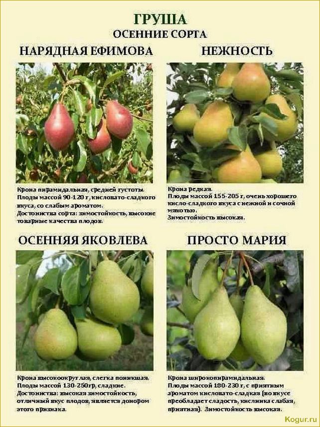 Груши для Подмосковья — сорта, которые порадуют садовода