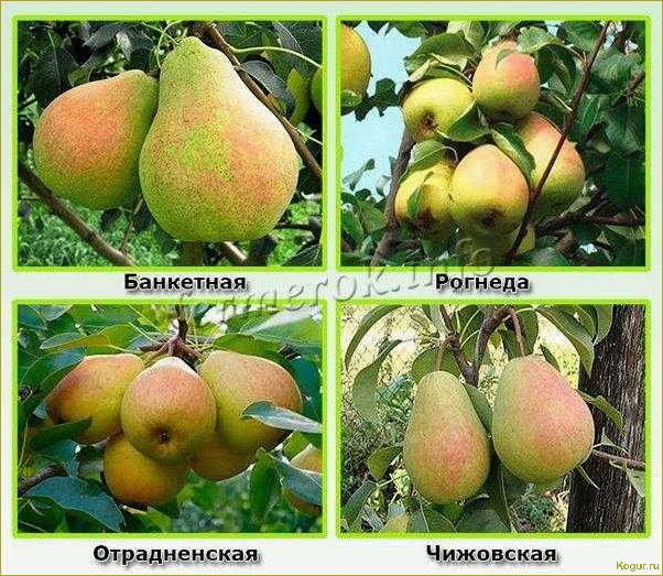 Груши для Подмосковья — сорта, которые порадуют садовода