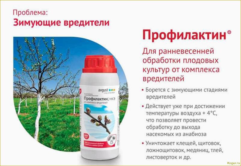 Список и особенности применения инсектицидов системного действия для защиты плодовых деревьев
