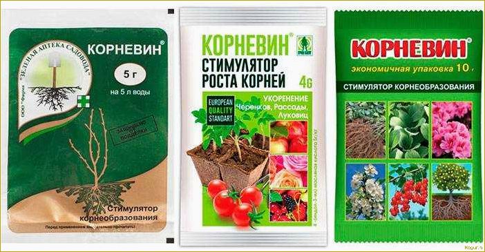 Инструкция по применению биостимулятора растений Корневин