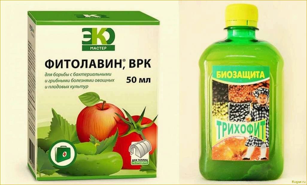 (инструкция, применению, препарата, ордан, защиты) Инструкция по применению препарата Ордан для защиты огородных растений