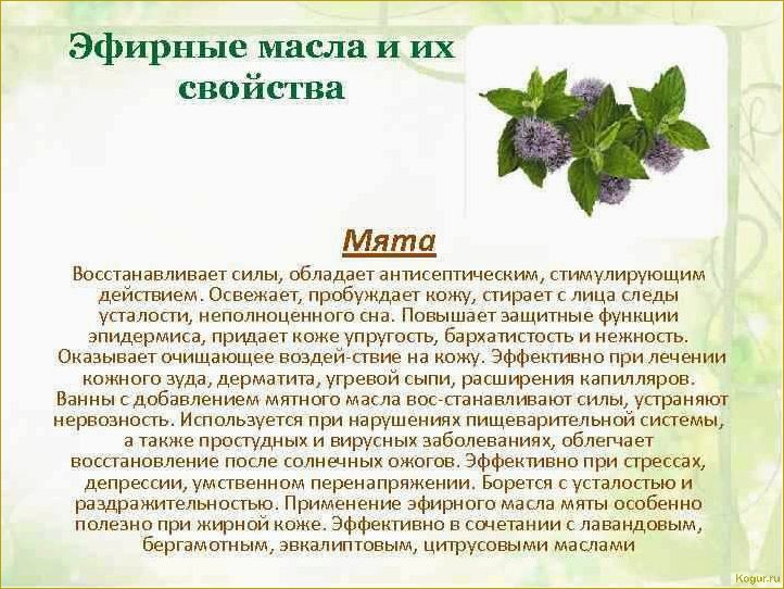 Влияние мяты на здоровье: исследование ее полезных свойств для организма