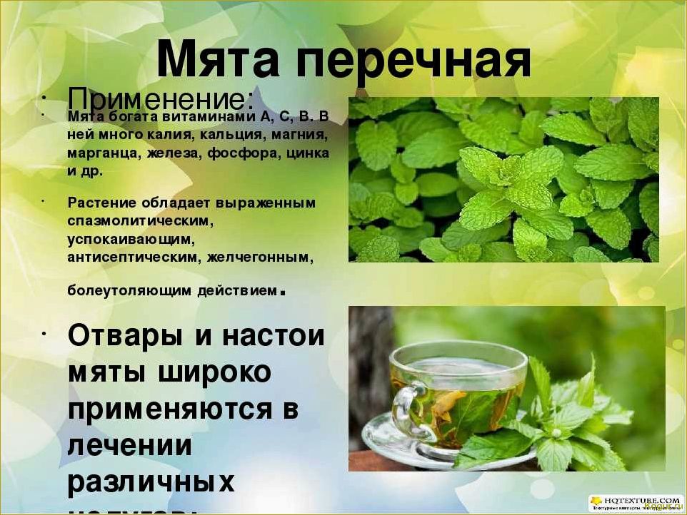 Влияние мяты на здоровье: исследование ее полезных свойств для организма