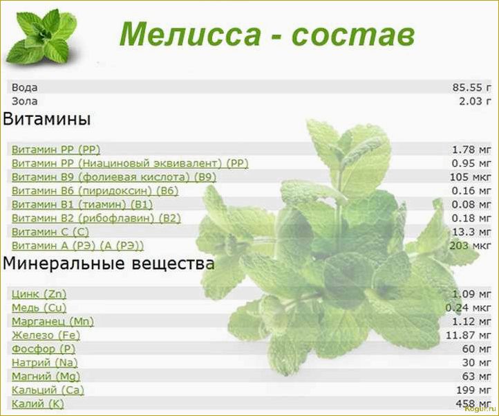 Влияние мяты на здоровье: исследование ее полезных свойств для организма