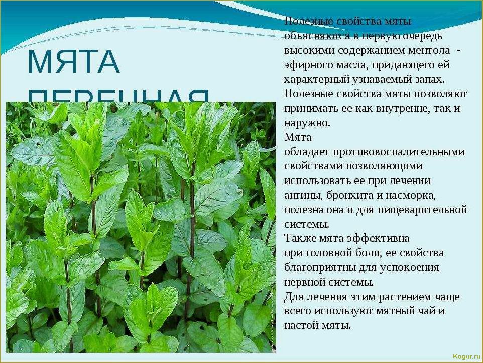Влияние мяты на здоровье: исследование ее полезных свойств для организма