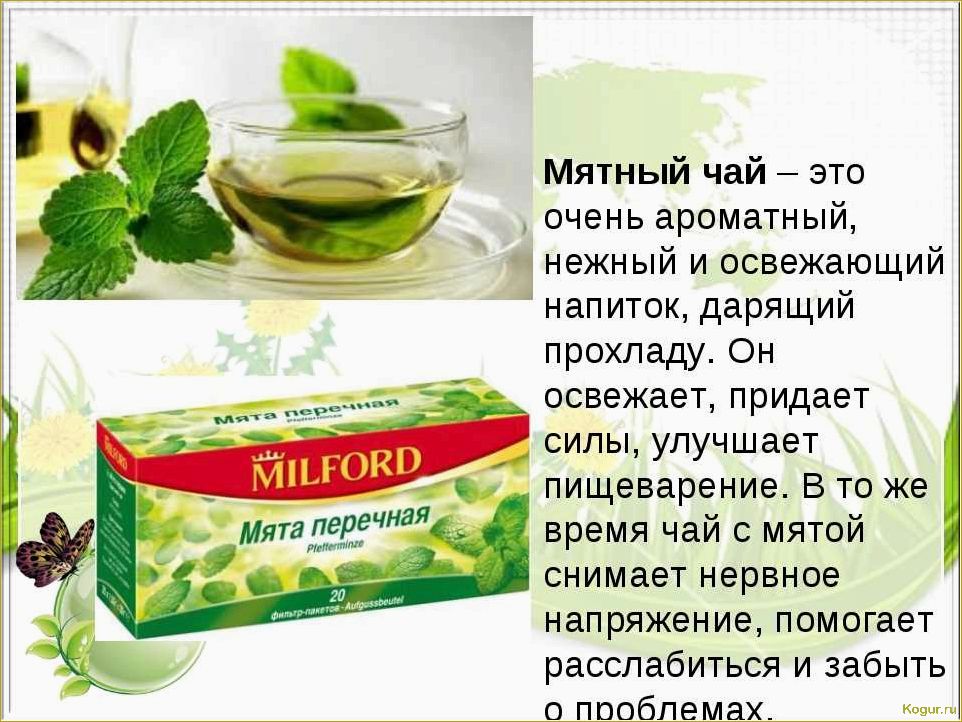 Влияние мяты на здоровье: исследование ее полезных свойств для организма