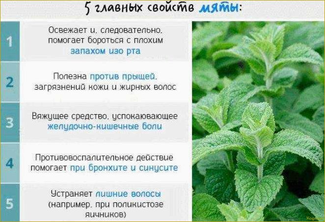 Влияние мяты на здоровье: исследование ее полезных свойств для организма
