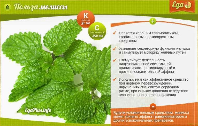 Влияние мяты на здоровье: исследование ее полезных свойств для организма