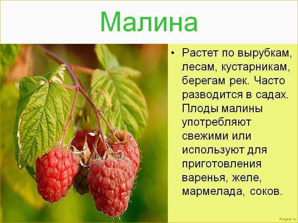 Полезные свойства черной малины: изучаем все преимущества