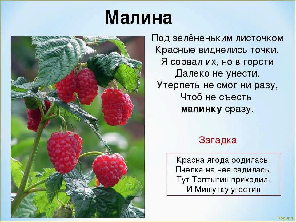 Полезные свойства черной малины: изучаем все преимущества