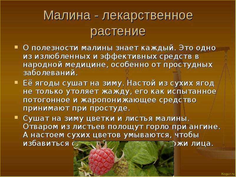 Полезные свойства черной малины: изучаем все преимущества