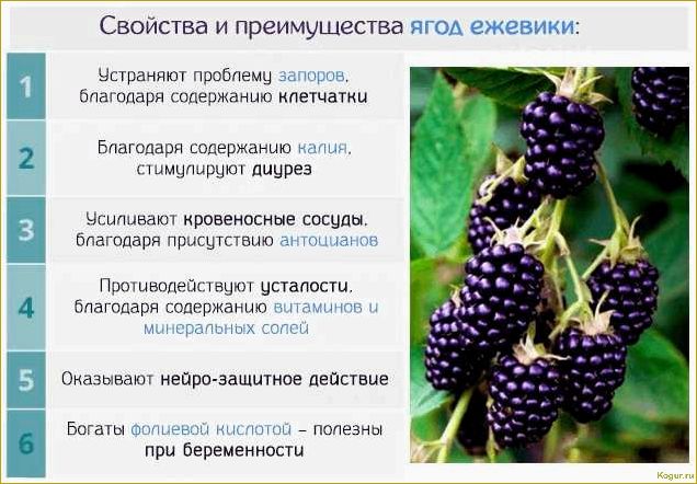 Полезные свойства черной малины: изучаем все преимущества