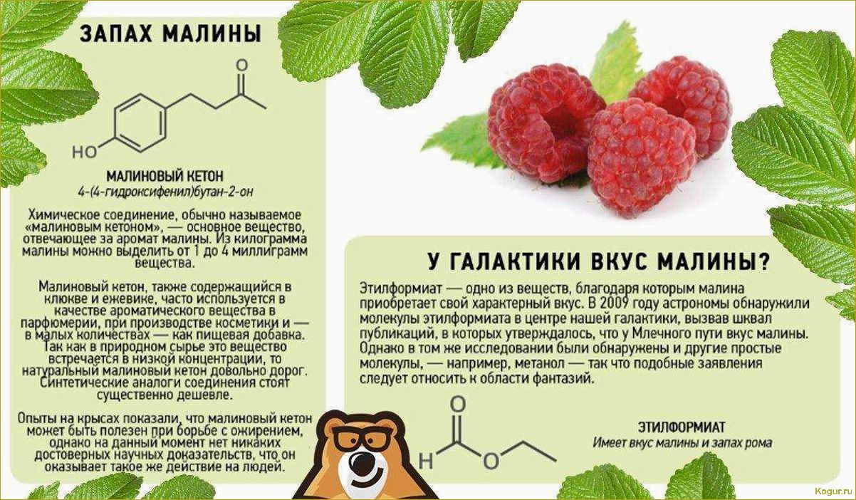 Полезные свойства черной малины: изучаем все преимущества