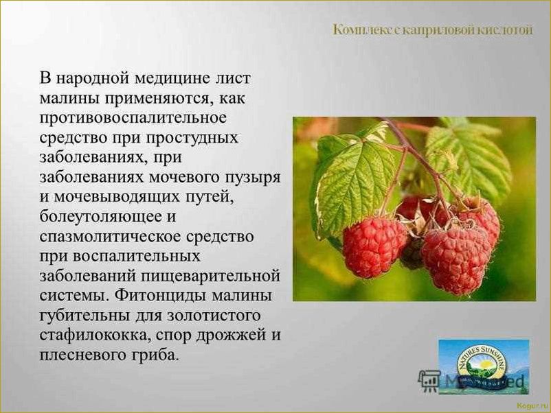 Полезные свойства черной малины: изучаем все преимущества