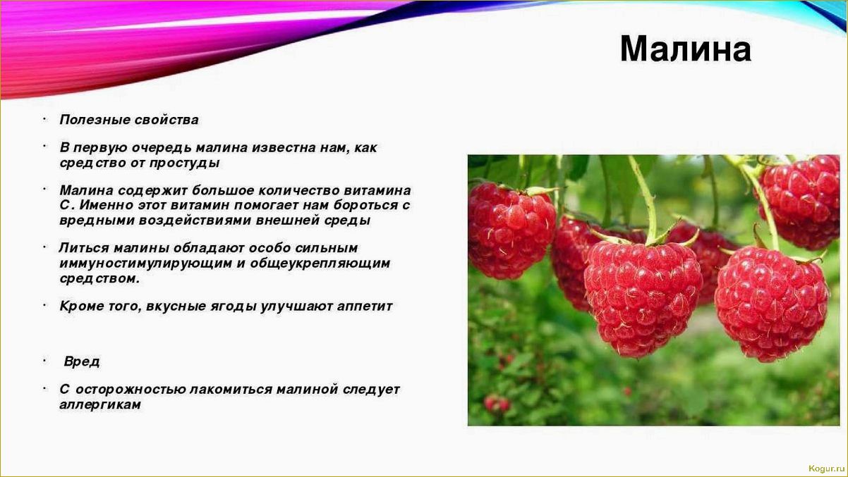 Полезные свойства черной малины: изучаем все преимущества