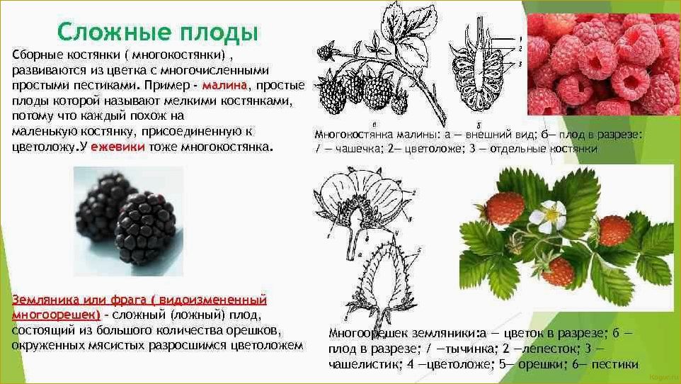 Полезные свойства черной малины: изучаем все преимущества