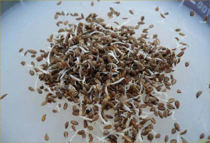 Как быстро прорастить семена моркови