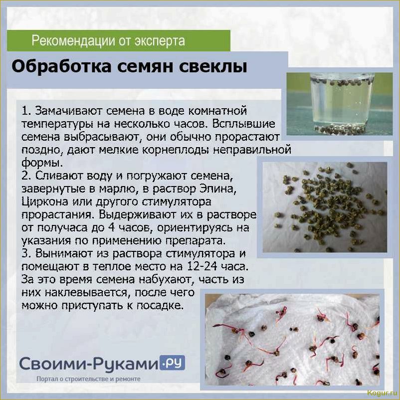 Как быстро прорастить семена моркови