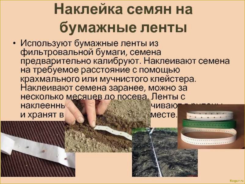 Как быстро прорастить семена моркови