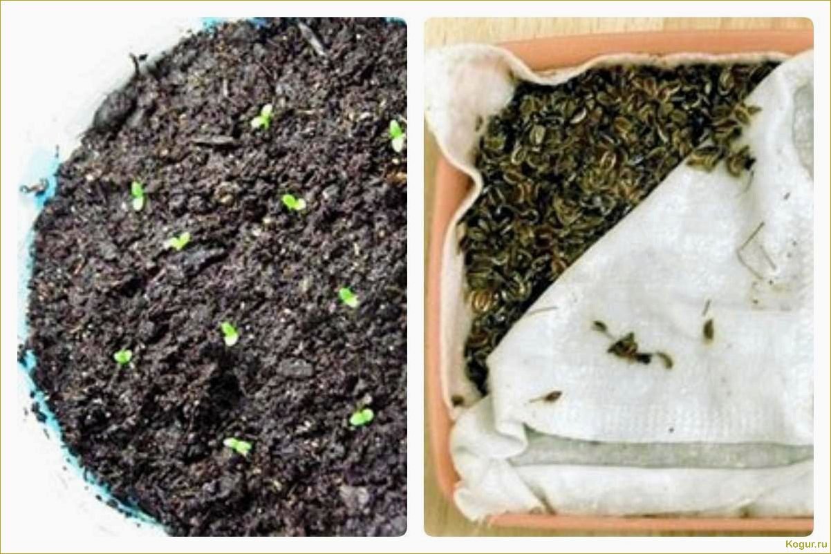 Как быстро прорастить семена моркови
