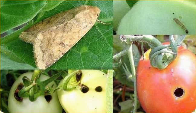 Как победить совку на огороде: эффективные способы борьбы