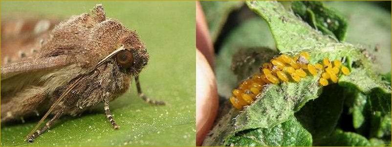 Как победить совку на огороде: эффективные способы борьбы