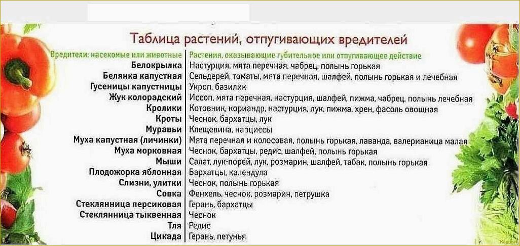 Как победить совку на огороде: эффективные способы борьбы