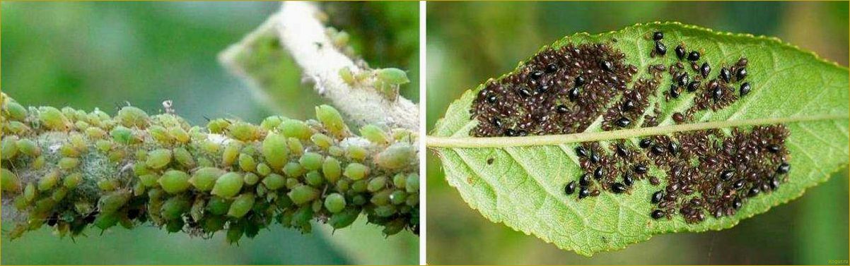 Как победить совку на огороде: эффективные способы борьбы