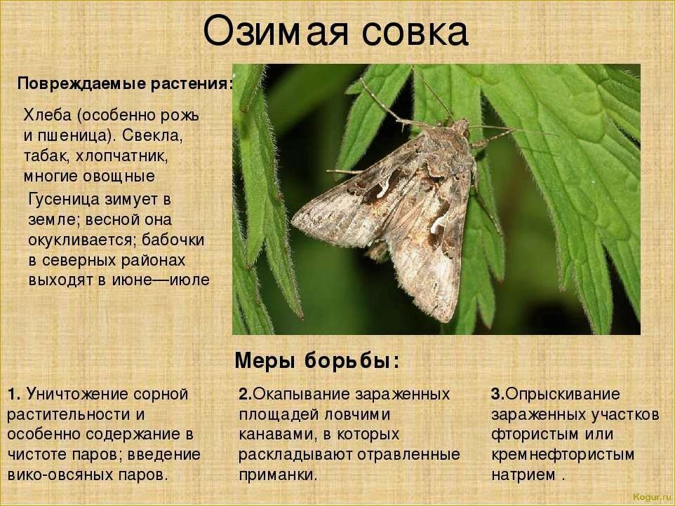 Как победить совку на огороде: эффективные способы борьбы