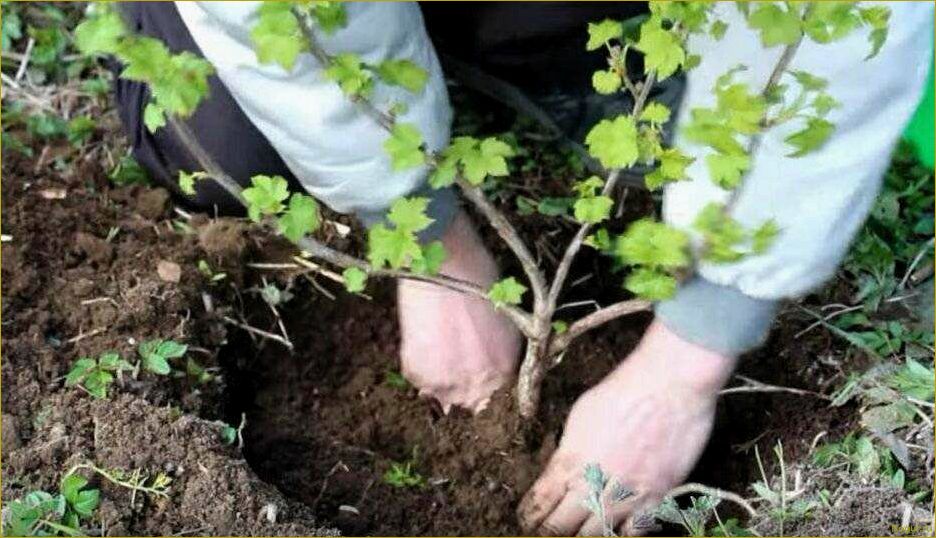 (выращивать, йошту, садовом, участке, размножение) Как выращивать йошту на садовом участке: размножение, посадка и особенности ухода