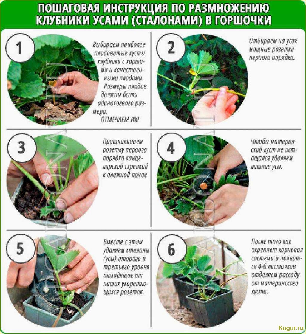 (выращивать, йошту, садовом, участке, размножение) Как выращивать йошту на садовом участке: размножение, посадка и особенности ухода