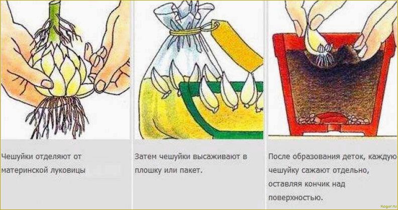 (выращивать, йошту, садовом, участке, размножение) Как выращивать йошту на садовом участке: размножение, посадка и особенности ухода