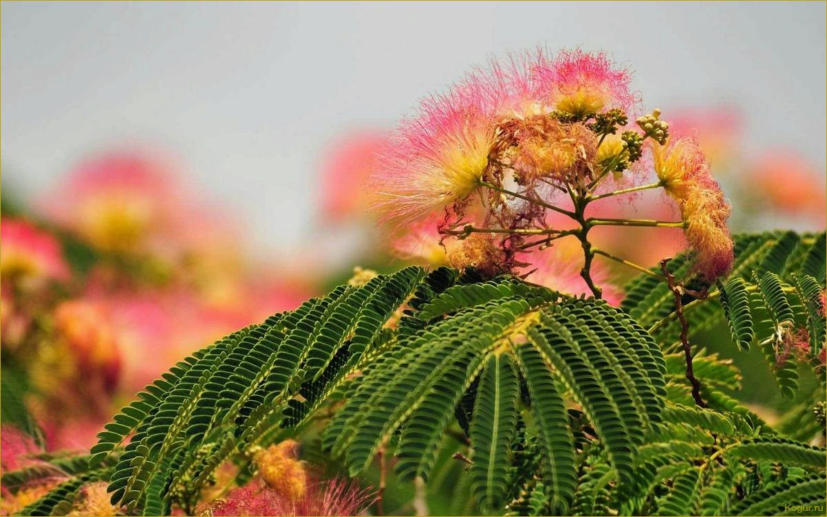 (исследование, потенциала, использования, ленкоранской, акации) Исследование потенциала использования ленкоранской акации в качестве источника тепловой энергии