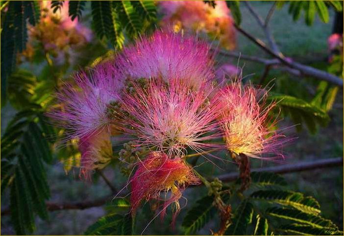 (исследование, потенциала, использования, ленкоранской, акации) Исследование потенциала использования ленкоранской акации в качестве источника тепловой энергии