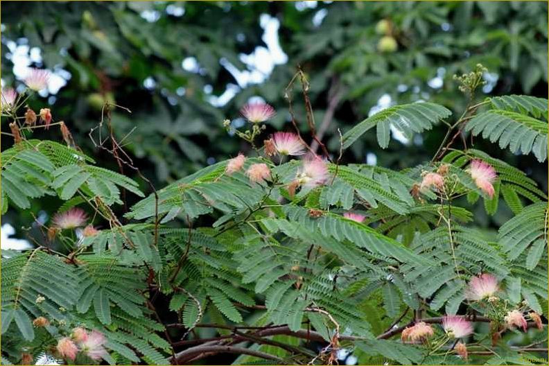 (исследование, потенциала, использования, ленкоранской, акации) Исследование потенциала использования ленкоранской акации в качестве источника тепловой энергии