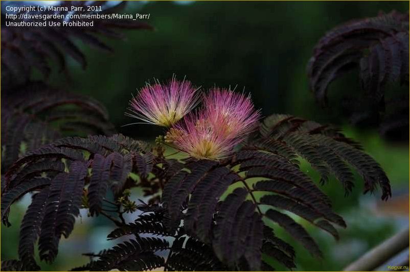 (исследование, потенциала, использования, ленкоранской, акации) Исследование потенциала использования ленкоранской акации в качестве источника тепловой энергии