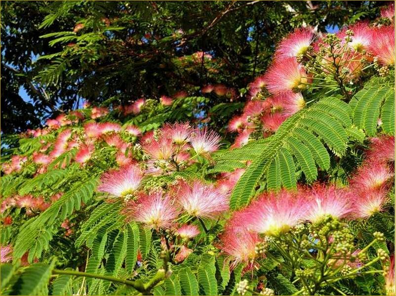 (исследование, потенциала, использования, ленкоранской, акации) Исследование потенциала использования ленкоранской акации в качестве источника тепловой энергии