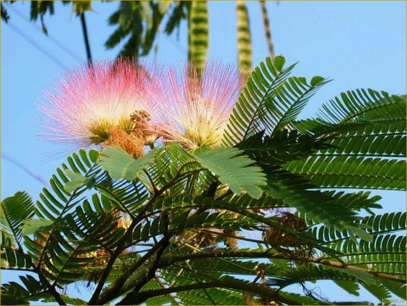 (исследование, потенциала, использования, ленкоранской, акации) Исследование потенциала использования ленкоранской акации в качестве источника тепловой энергии