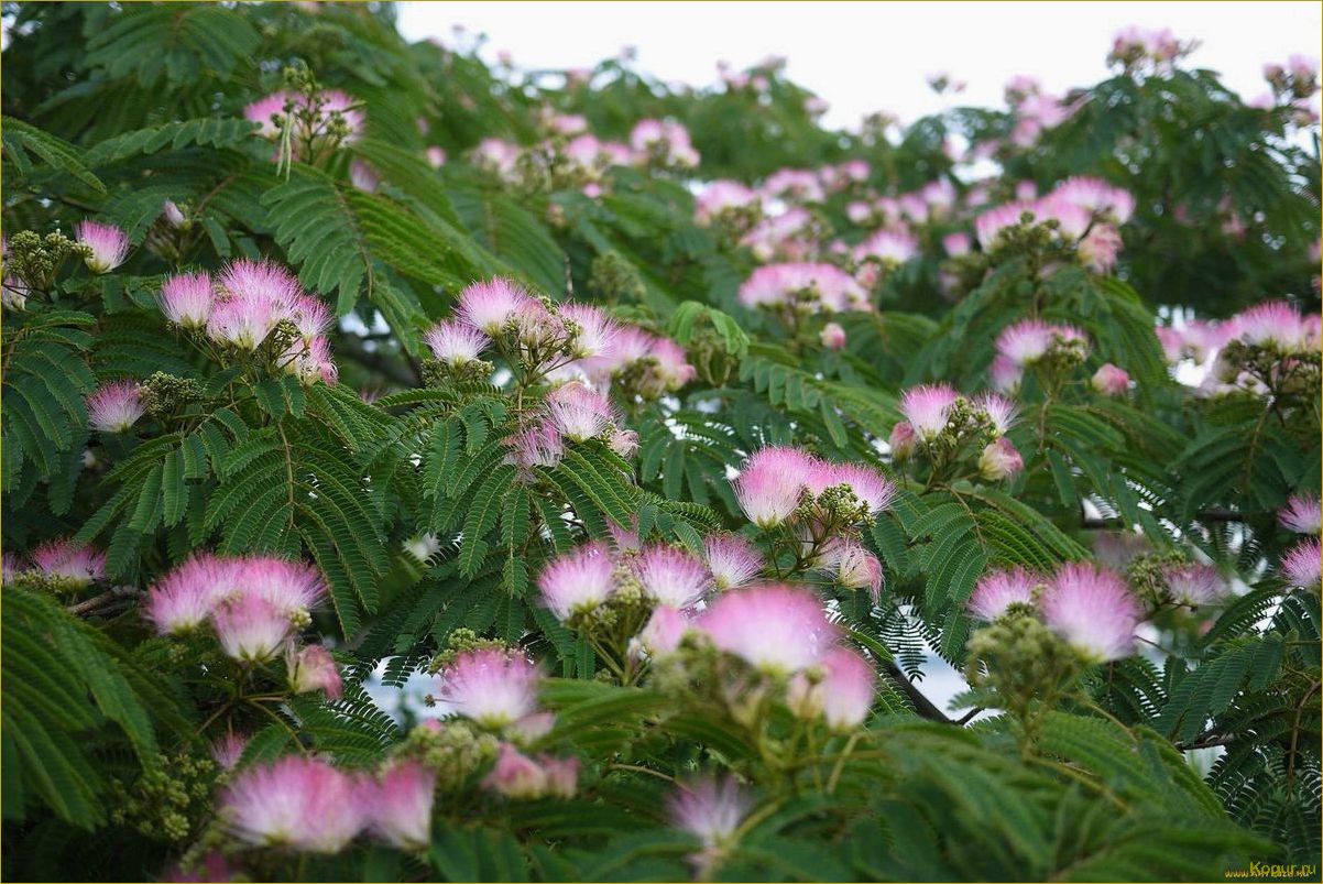 (исследование, потенциала, использования, ленкоранской, акации) Исследование потенциала использования ленкоранской акации в качестве источника тепловой энергии