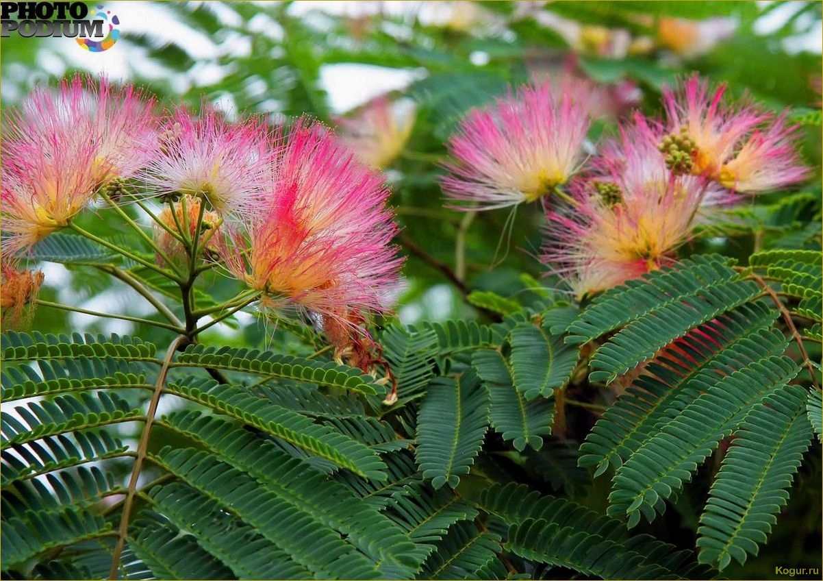 (исследование, потенциала, использования, ленкоранской, акации) Исследование потенциала использования ленкоранской акации в качестве источника тепловой энергии