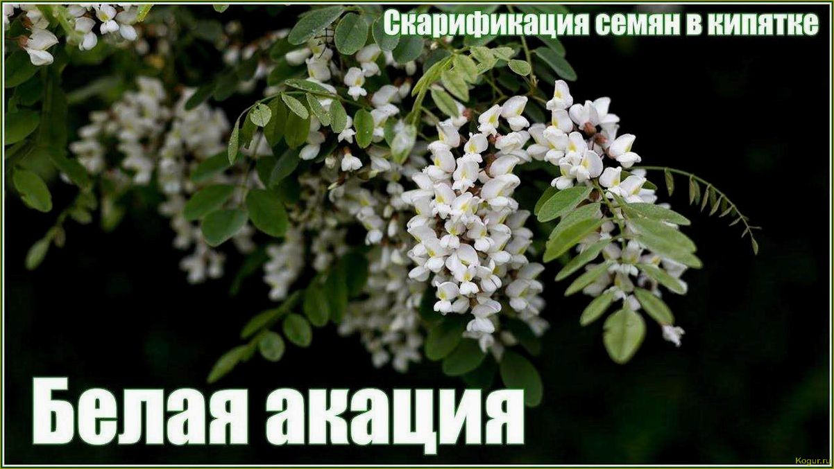 (исследование, потенциала, использования, ленкоранской, акации) Исследование потенциала использования ленкоранской акации в качестве источника тепловой энергии
