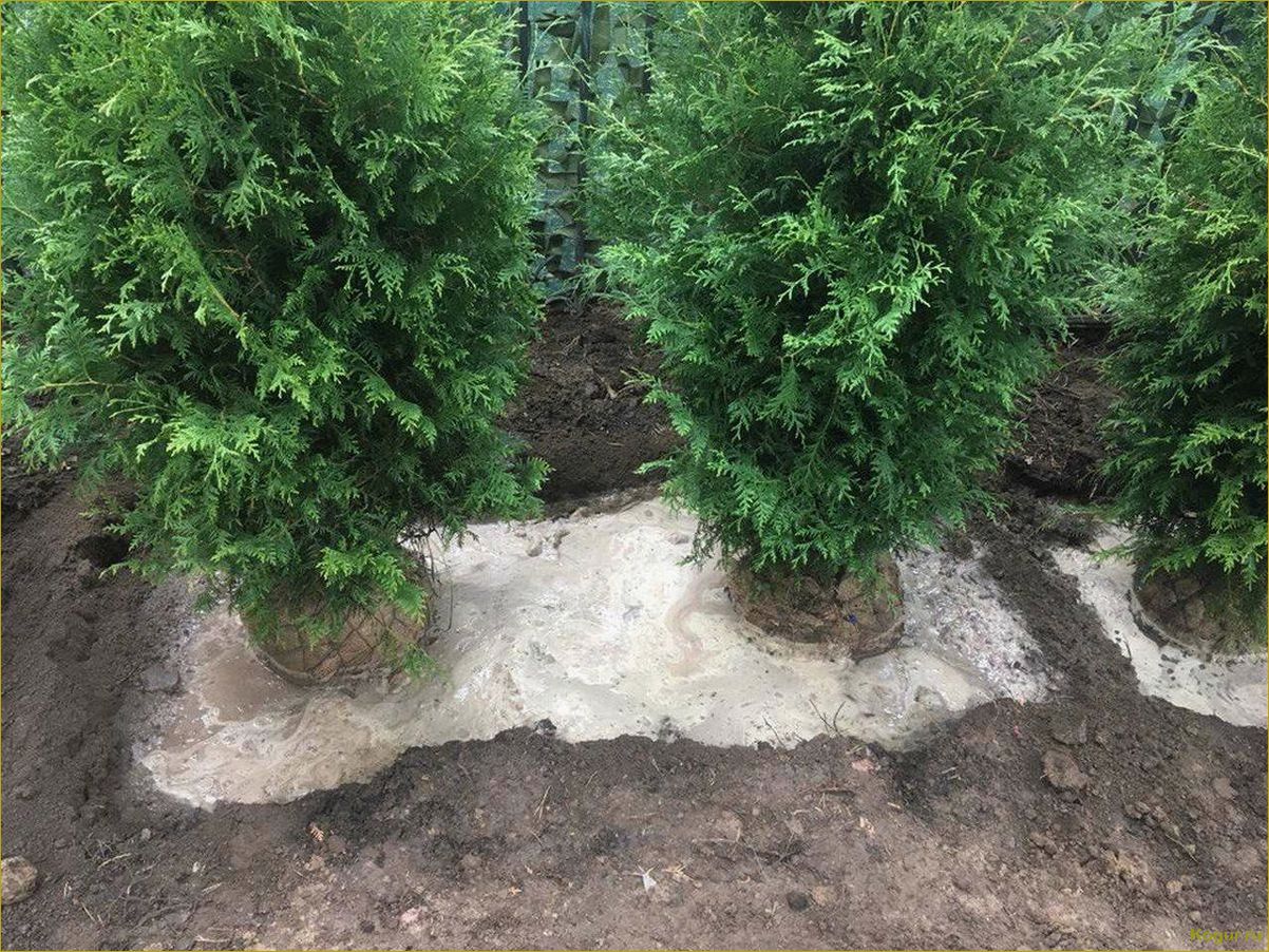 (посадка, уход, открытом, грунте, весной) Туя — посадка и уход в открытом грунте весной