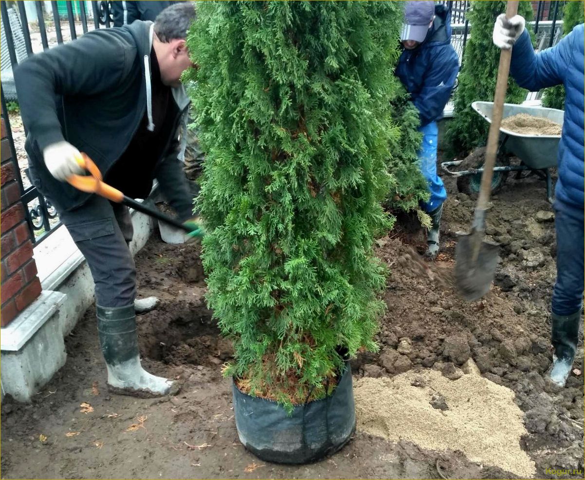 (посадка, уход, открытом, грунте, весной) Туя — посадка и уход в открытом грунте весной
