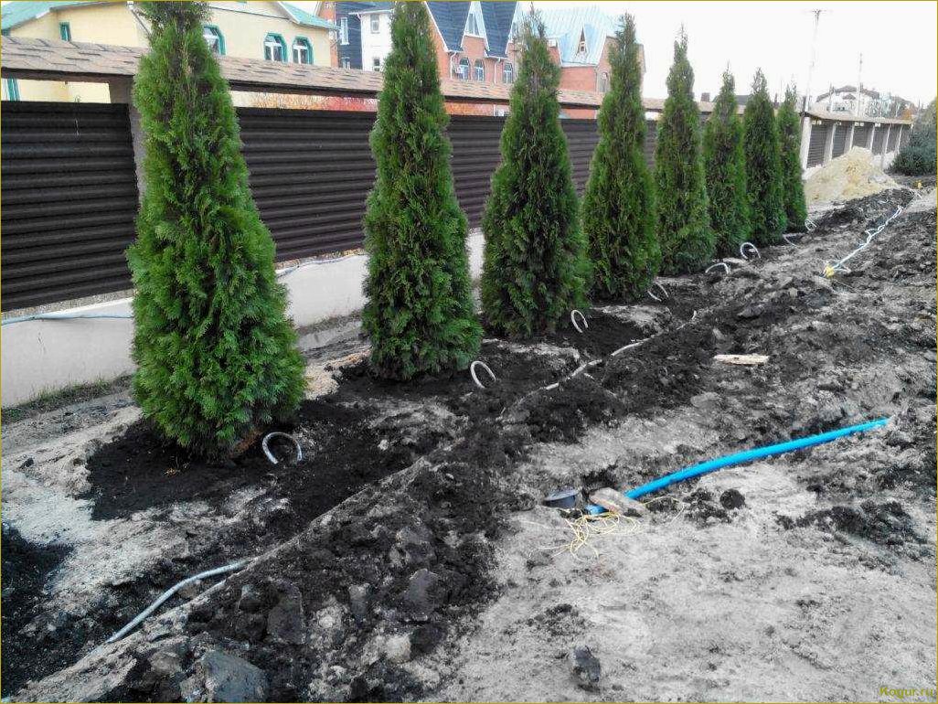 (посадка, уход, открытом, грунте, весной) Туя — посадка и уход в открытом грунте весной