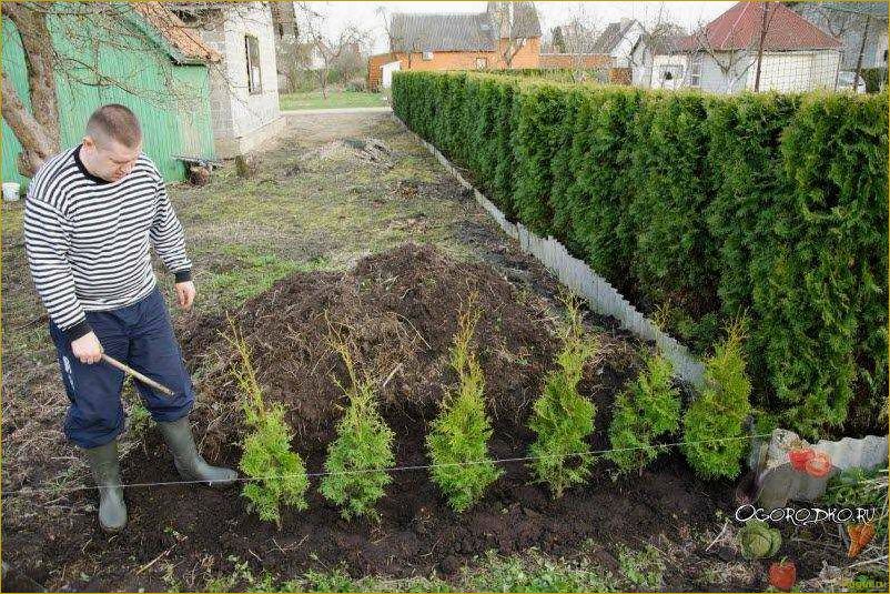 (посадка, уход, открытом, грунте, весной) Туя — посадка и уход в открытом грунте весной