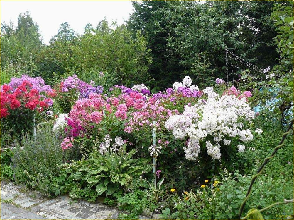 (уроки, садоводства, дедушки, правильная, посадка) Уроки садоводства от дедушки: правильная посадка многолетних цветов