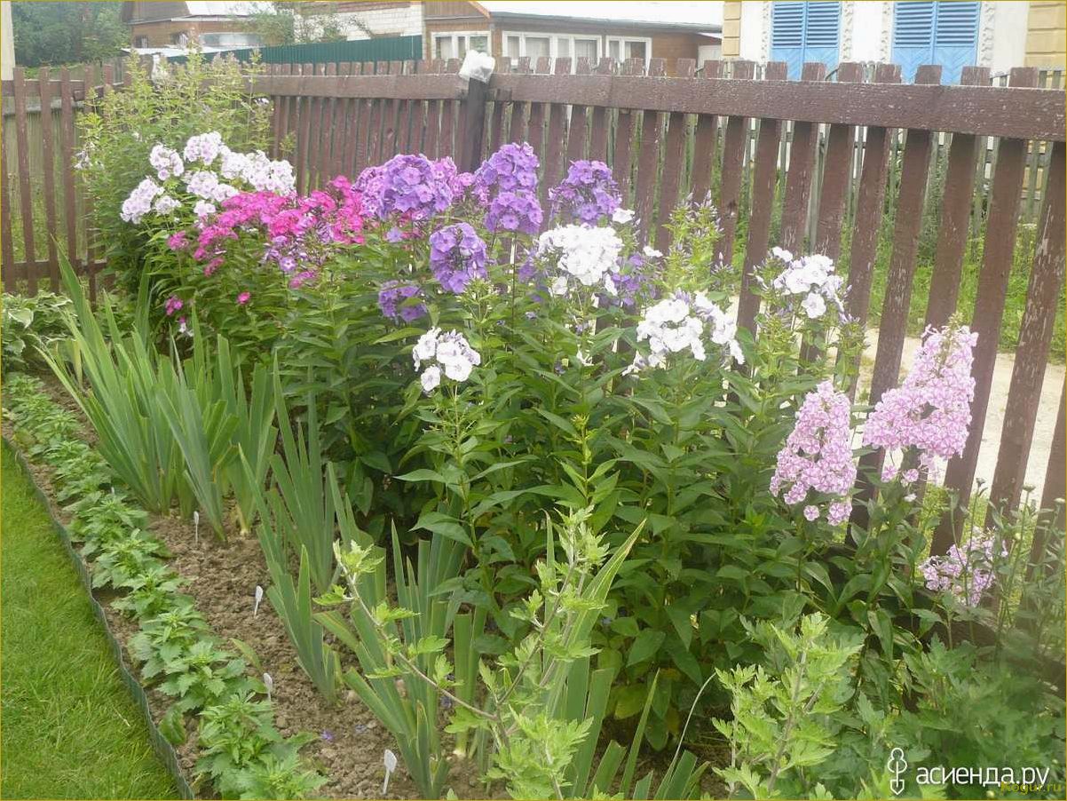 (уроки, садоводства, дедушки, правильная, посадка) Уроки садоводства от дедушки: правильная посадка многолетних цветов