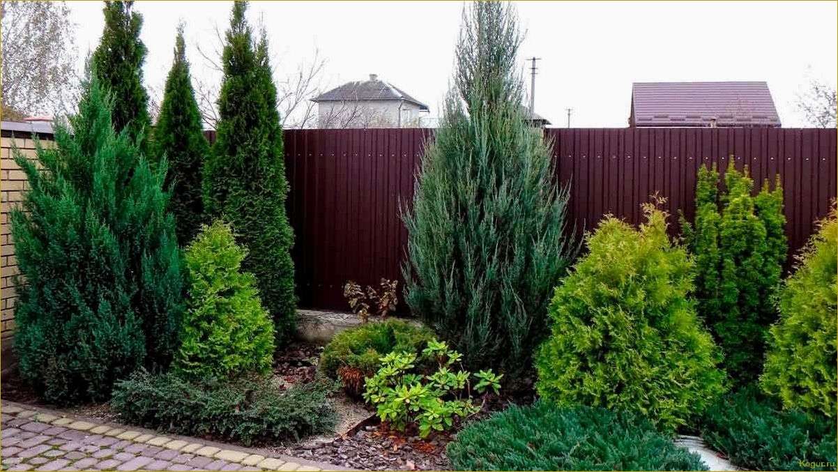 Как использовать сорт Блю Эрроу скального можжевельника для оформления вашего участка