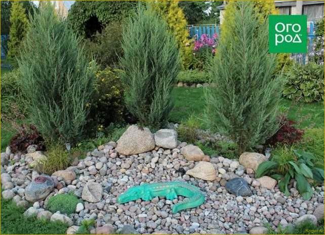 Как использовать сорт Блю Эрроу скального можжевельника для оформления вашего участка