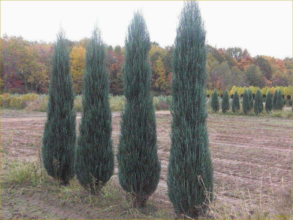 Как использовать сорт Блю Эрроу скального можжевельника для оформления вашего участка